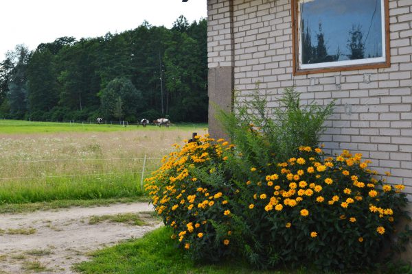 stodoła a w tle krowy sąsiada :)